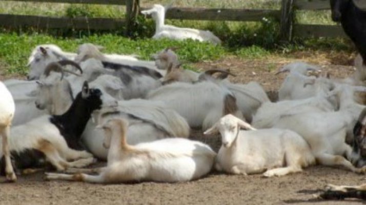 Trei răniţi şi 20 de capre ucise, într-un accident rutier petrecut la ieşire din Kogălniceanu